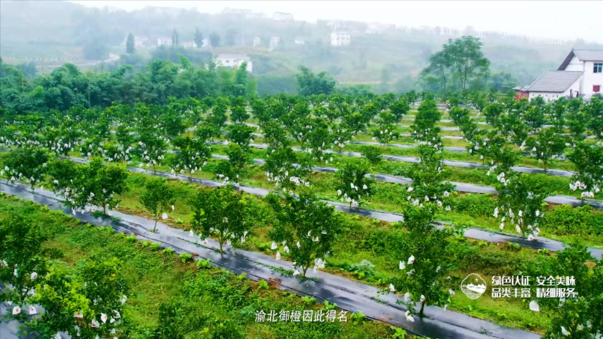 渝北御橙成片1.mp4_20230606_104033083.jpg